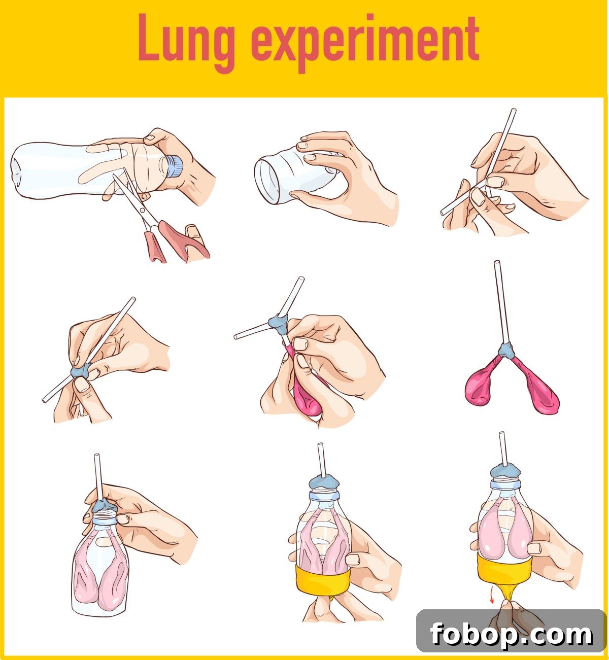 working lung model