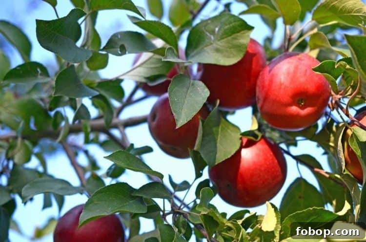 apples hanging from a tree