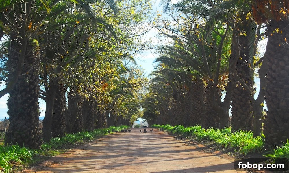 Stellenbosch Wine Tasting Tour: Sunday Wine Experiences in SA 15 img 37 14