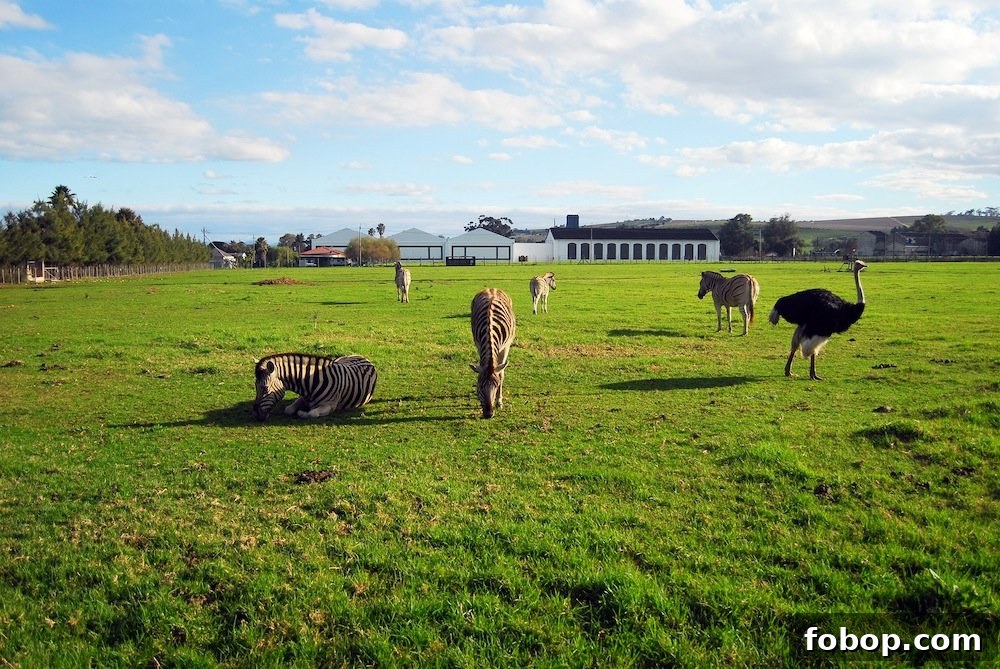 Stellenbosch Wine Tasting Tour: Sunday Wine Experiences in SA 17 img 37 16
