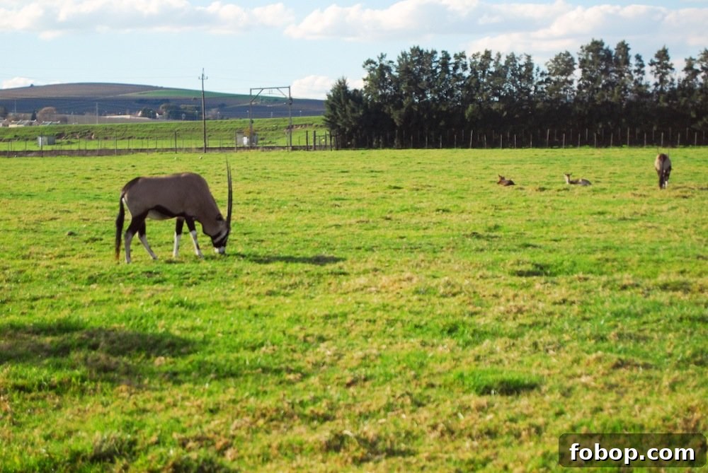 Stellenbosch Wine Tasting Tour: Sunday Wine Experiences in SA 18 img 37 17