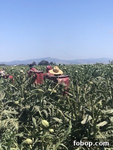 Food & Farming Adventures: A Guide to Local Eats and Small Farms 11 artichoke farm california