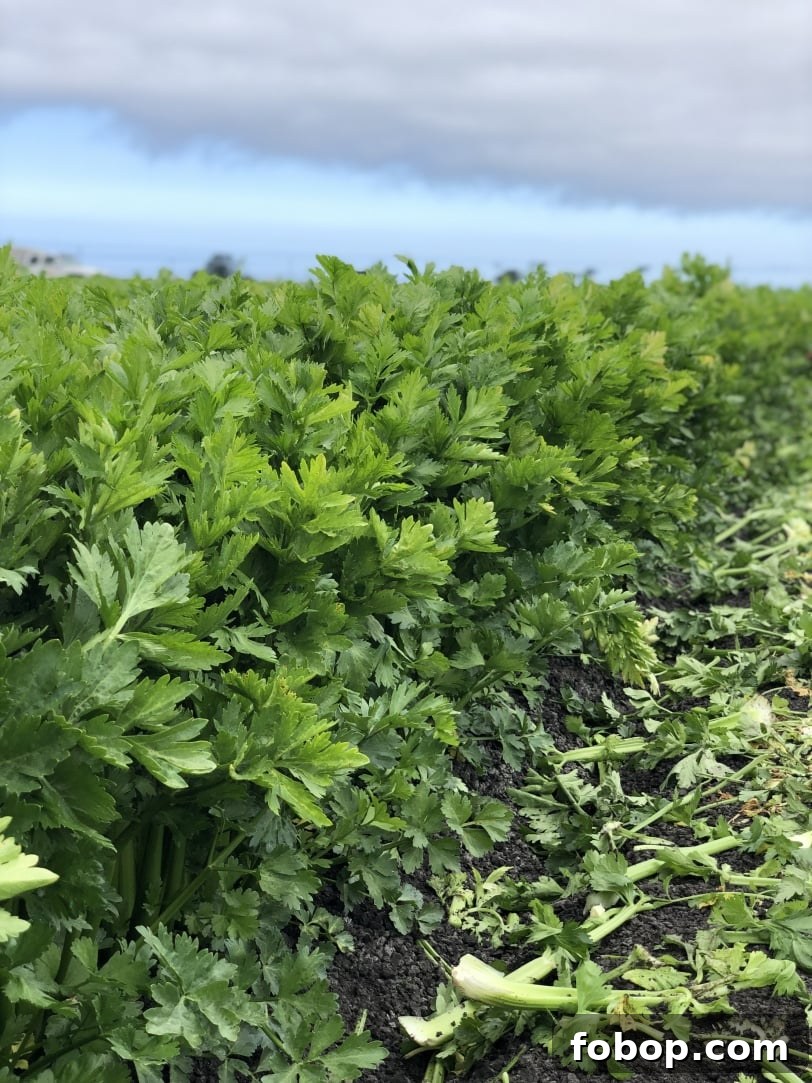 Food & Farming Adventures: A Guide to Local Eats and Small Farms 12 celery field california