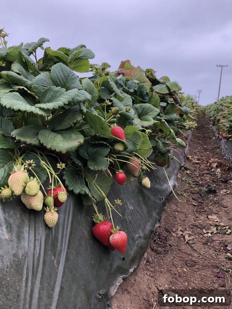 Food & Farming Adventures: A Guide to Local Eats and Small Farms 5 strawberry field in california