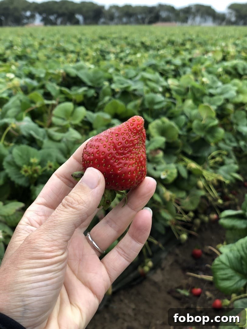 Food & Farming Adventures: A Guide to Local Eats and Small Farms 6 strawberry field in california