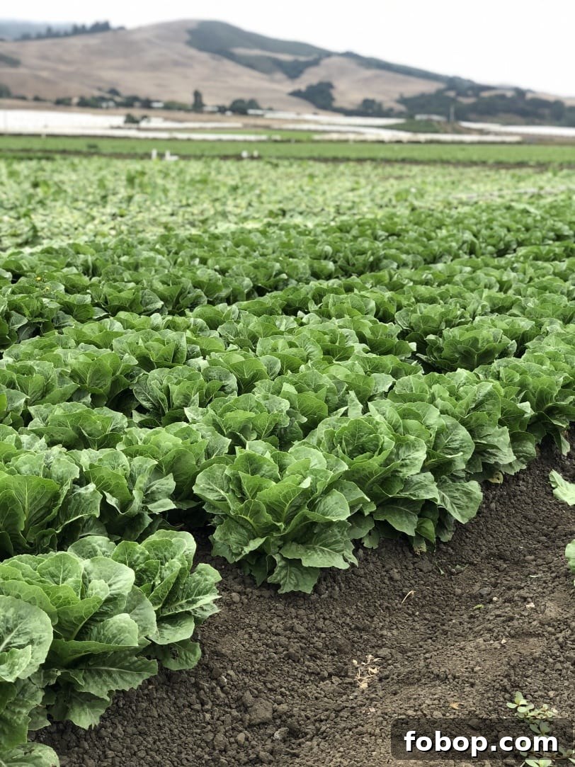 Food & Farming Adventures: A Guide to Local Eats and Small Farms 7 romaine field in california