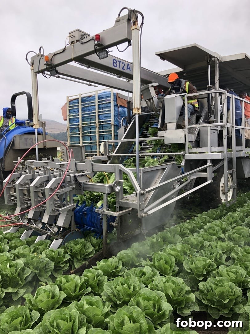 Food & Farming Adventures: A Guide to Local Eats and Small Farms 8 romaine water cutting machine