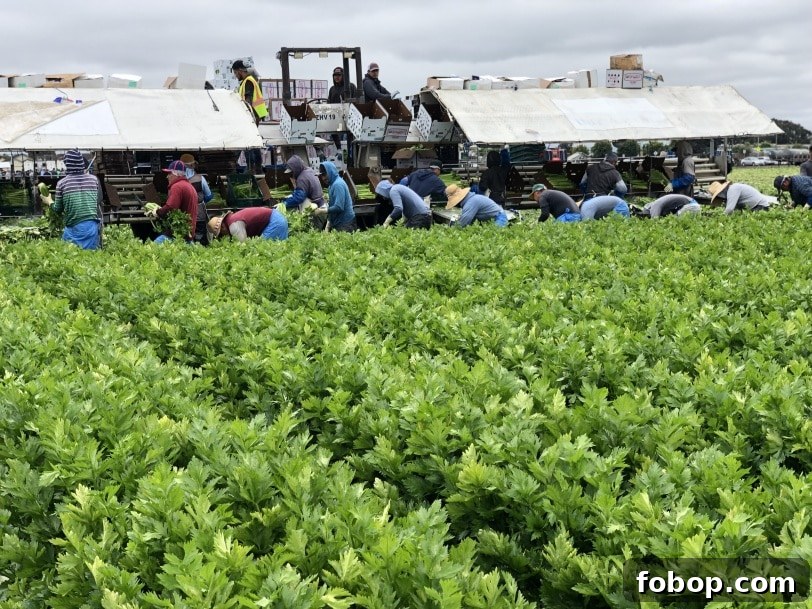 Food & Farming Adventures: A Guide to Local Eats and Small Farms 9 celery field california