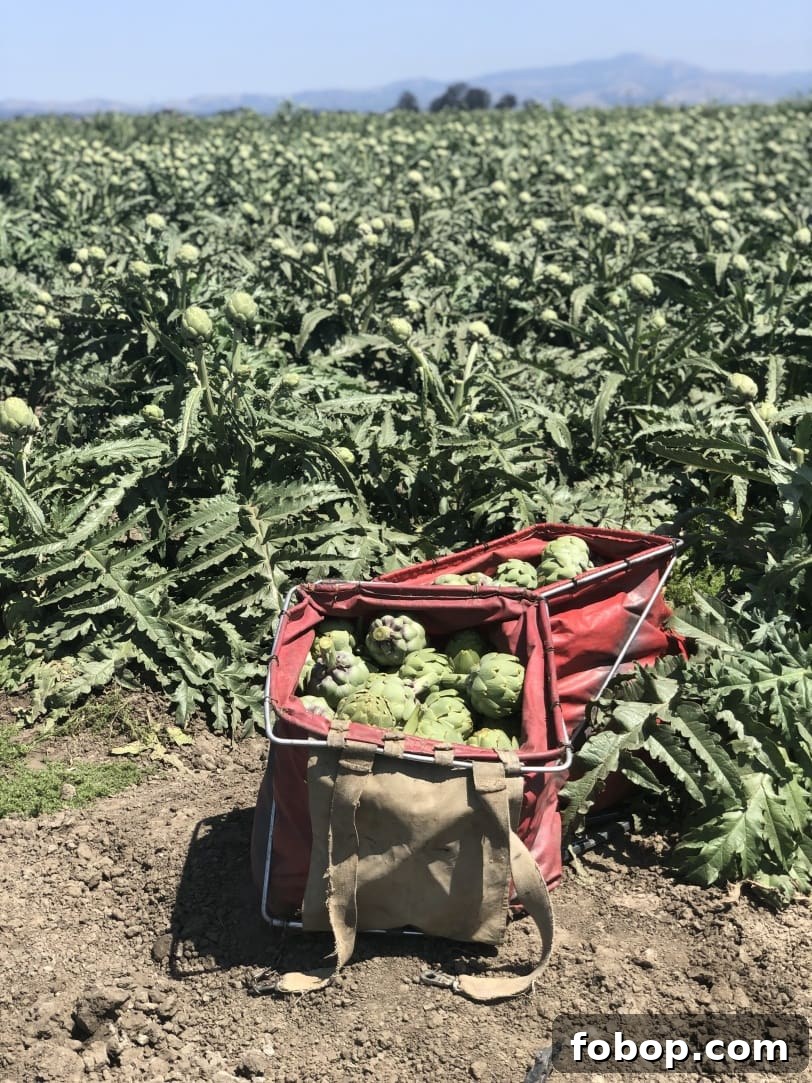 Food & Farming Adventures: A Guide to Local Eats and Small Farms 10 artichoke field california
